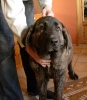 Filename=brindle%7E1.jpg
Filesize=44KiB
Dimensions=614x699
Date added=%782 %13, %2006 brindle%7E1.jpg