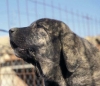 Filename=brindle-hoved%7E0.jpg
Filesize=36KiB
Dimensions=648x561
Date added=%068 %06, %2007 brindle-hoved%7E0.jpg