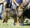 Filename=brindle.jpg
Filesize=43KiB
Dimensions=507x473
Date added=%586 %24, %2006 brindle.jpg