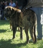 Filename=brindle~0.jpg
Filesize=49KiB
Dimensions=512x571
Date added=%415 %06, %2006 brindle~0.jpg