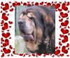 Filename=brutus_11_years.jpg
Filesize=126KiB
Dimensions=1024x849
Date added=%883 %28, %2016 brutus_11_years.jpg