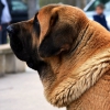 Filename=bull__.jpg
Filesize=153KiB
Dimensions=960x960
Date added=%616 %11, %2015 bull__.jpg
