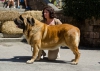 Filename=bull_de_basillon.jpg
Filesize=133KiB
Dimensions=1000x714
Date added=%767 %05, %2015 bull_de_basillon.jpg