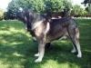 Filename=bulnes1-(2).jpg
Filesize=78KiB
Dimensions=640x480
Date added=%832 %08, %2007 bulnes1-(2).jpg