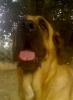 Filename=cabeza~0.jpg
Filesize=356KiB
Dimensions=879x1200
Date added=%054 %11, %2007 cabeza~0.jpg