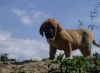 Filename=cachorra.jpg
Filesize=63KiB
Dimensions=680x500
Date added=%443 %01, %2007 cachorra.jpg