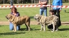 Filename=cachorras_hembras_tornado.jpg
Filesize=350KiB
Dimensions=2048x1136
Date added=%392 %18, %2018 cachorras_hembras_tornado.jpg