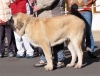 Filename=cachorro-macho-2.jpg
Filesize=26KiB
Dimensions=700x537
Date added=%784 %31, %2006 cachorro-macho-2.jpg