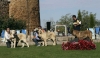 Filename=cachorro-macho2.jpg
Filesize=116KiB
Dimensions=1200x696
Date added=%970 %20, %2008 cachorro-macho2.jpg