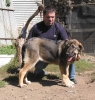 Filename=cachorro-nala.jpg
Filesize=56KiB
Dimensions=574x600
Date added=%787 %27, %2006 cachorro-nala.jpg