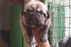 Filename=cachorro13.jpg
Filesize=27KiB
Dimensions=400x267
Date added=%507 %26, %2006 cachorro13.jpg