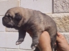 Filename=cachorro14.jpg
Filesize=28KiB
Dimensions=400x297
Date added=%506 %26, %2006 cachorro14.jpg