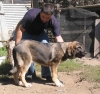 Filename=cachorro3.jpg
Filesize=57KiB
Dimensions=600x569
Date added=%795 %27, %2006 cachorro3.jpg