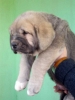 Filename=cachorro4_stor.jpg
Filesize=20KiB
Dimensions=600x800
Date added=%752 %03, %2006 cachorro4_stor.jpg