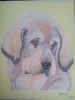Filename=cachorro_mastin.jpg
Filesize=45KiB
Dimensions=540x720
Date added=%497 %10, %2014 cachorro_mastin.jpg