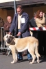 Filename=cachorros-hembra-mb3.jpg
Filesize=23KiB
Dimensions=469x700
Date added=%889 %31, %2006 cachorros-hembra-mb3.jpg