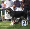 cachorros-hembras3.jpg