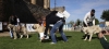 Filename=cachorros-machos-1-3.jpg
Filesize=113KiB
Dimensions=1500x688
Date added=%931 %20, %2008 cachorros-machos-1-3.jpg