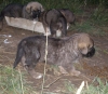 Filename=cachorros1.JPG
Filesize=51KiB
Dimensions=600x527
Date added=%610 %27, %2007 cachorros1.JPG