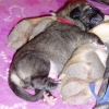 Filename=cachorros1~0.jpg
Filesize=182KiB
Dimensions=603x603
Date added=%767 %06, %2008 cachorros1~0.jpg