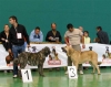 Filename=cachorroshembras1og3.jpg
Filesize=29KiB
Dimensions=600x479
Date added=%063 %13, %2007 cachorroshembras1og3.jpg