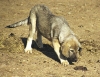 Filename=candido5.jpg
Filesize=43KiB
Dimensions=355x274
Date added=%326 %24, %2006 candido5.jpg