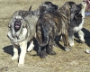 Filename=candidopuppies.jpg
Filesize=59KiB
Dimensions=399x322
Date added=%325 %24, %2006 candidopuppies.jpg