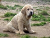 Filename=capitan.jpg
Filesize=61KiB
Dimensions=800x600
Date added=%500 %06, %2007 capitan.jpg
