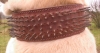 Filename=carlanca2.jpg
Filesize=49KiB
Dimensions=800x430
Date added=%295 %24, %2006 carlanca2.jpg