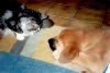 Filename=catandpuppy.jpg
Filesize=40KiB
Dimensions=800x539
Date added=%466 %28, %2006 catandpuppy.jpg