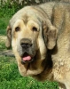 Filename=celsa.jpg
Filesize=14KiB
Dimensions=335x422
Date added=%737 %14, %2009 celsa.jpg