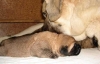Filename=ch-female4c-7d.jpg
Filesize=25KiB
Dimensions=571x369
Date added=%582 %29, %2007 ch-female4c-7d.jpg