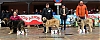 Filename=clase_cachorros_machos.jpg
Filesize=314KiB
Dimensions=1564x641
Date added=%943 %12, %2019 clase_cachorros_machos.jpg