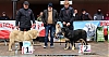 Filename=clase_muy_cachorros_hembras.jpg
Filesize=321KiB
Dimensions=1533x821
Date added=%936 %12, %2019 clase_muy_cachorros_hembras.jpg