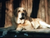 Filename=clea1.jpg
Filesize=28KiB
Dimensions=400x304
Date added=%915 %07, %2006 clea1.jpg