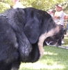 Filename=concha-head.jpg
Filesize=72KiB
Dimensions=787x800
Date added=%434 %29, %2006 concha-head.jpg