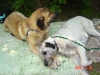 Filename=conchitta_friend_Nitra.jpg
Filesize=22KiB
Dimensions=472x354
Date added=%444 %16, %2006 conchitta_friend_Nitra.jpg