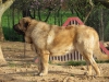 Filename=curro-e.jpg
Filesize=173KiB
Dimensions=1136x852
Date added=%920 %02, %2016 curro-e.jpg