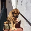 Filename=curro-k.jpg
Filesize=11KiB
Dimensions=206x206
Date added=%952 %02, %2016 curro-k.jpg