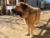 Filename=curro-o.jpg
Filesize=177KiB
Dimensions=1136x852
Date added=%935 %02, %2016 curro-o.jpg
