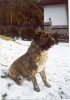 Filename=daren.jpg
Filesize=59KiB
Dimensions=400x564
Date added=%933 %07, %2006 daren.jpg