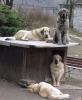 Filename=dogs1.jpg
Filesize=90KiB
Dimensions=413x500
Date added=%747 %06, %2008 dogs1.jpg
