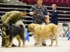 dogshow-059.jpg