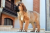 Filename=dora2.jpg
Filesize=120KiB
Dimensions=1500x996
Date added=%736 %28, %2011 dora2.jpg