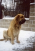 Filename=dora8mo.jpg
Filesize=55KiB
Dimensions=400x570
Date added=%913 %07, %2006 dora8mo.jpg