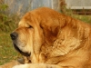 Filename=druso6l.jpg
Filesize=59KiB
Dimensions=796x600
Date added=%016 %07, %2008 druso6l.jpg