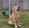 Filename=duke-4month.jpg
Filesize=132KiB
Dimensions=1000x988
Date added=%984 %01, %2007 duke-4month.jpg
