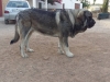 Filename=duque21.jpg
Filesize=127KiB
Dimensions=960x720
Date added=%375 %21, %2019 duque21.jpg