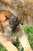Filename=elton-s-mamkou.jpg
Filesize=38KiB
Dimensions=531x800
Date added=%931 %27, %2006 elton-s-mamkou.jpg