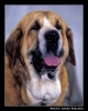 Filename=emir01.jpg
Filesize=51KiB
Dimensions=356x442
Date added=%423 %22, %2006 emir01.jpg